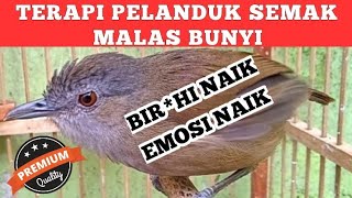Download lagu TERAPI PELANDUK SEMAK MALAS BUNYI AGAR PELANDUK SEMAK CEPAT GACOR RAJIN BUNYI mp3