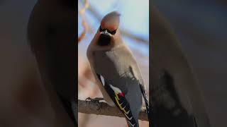 Bohemian waxwing - most beautiful bird in Canadian Winter - wildlife