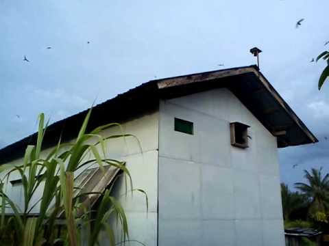 Successful Swiftlet House with High Quality Sound