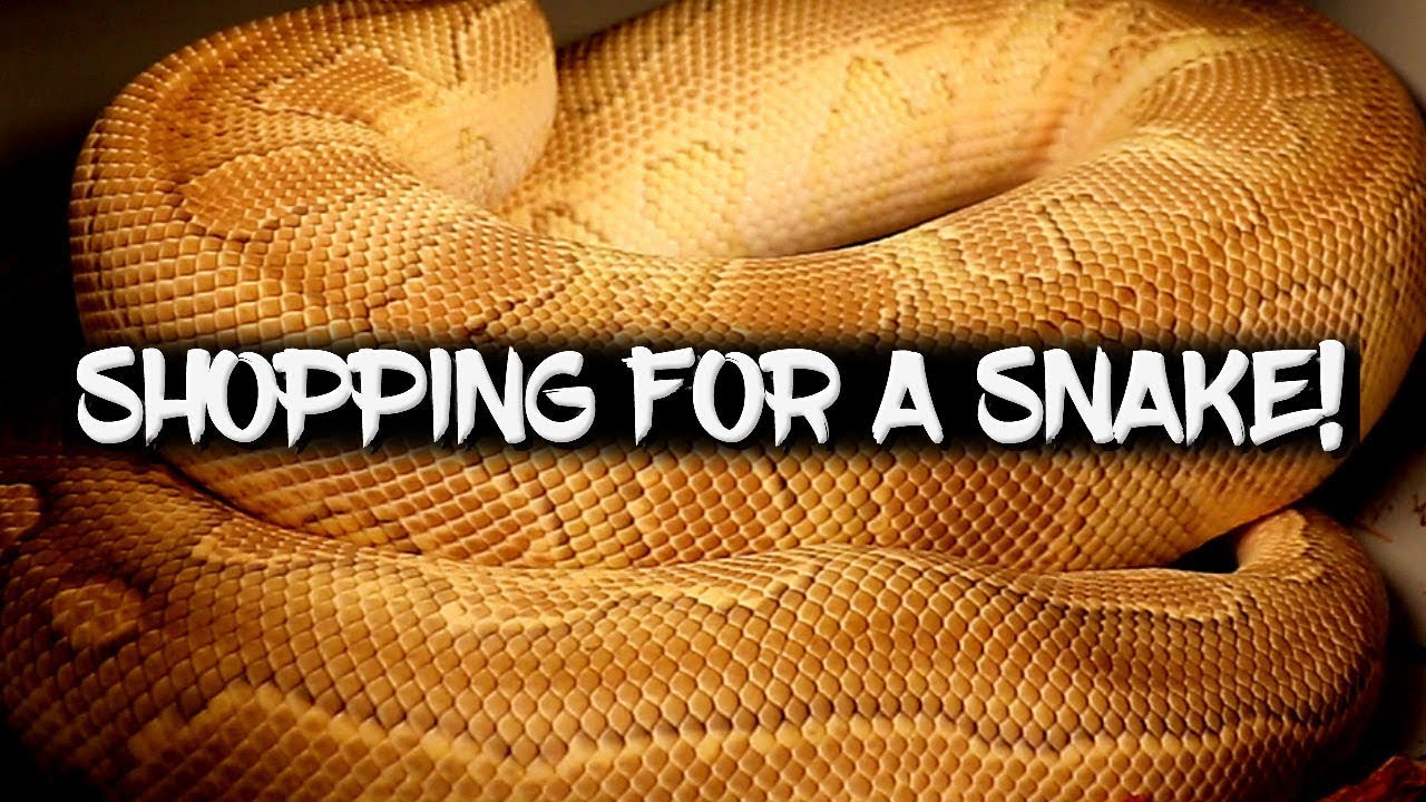 Shopping for your next ball python!