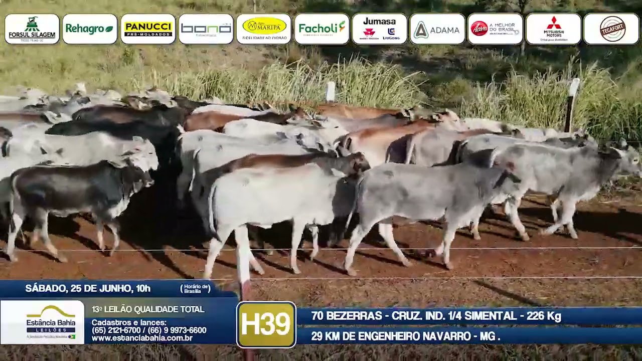 Vídeo LOTE H39 - 13º Leilão Qualidade Total 2022