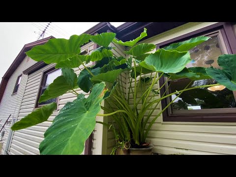 Growing Grocery Bought Taro Bulbs in a DIY Barrel Bog Filter (Part 1 of 2)