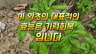 기력회복 당뇨 강장제 간건강 지켜주는 효능 무조건 드시지 마시고 알고 드세요