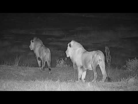 Djuma Private Game Reserve Live Stream