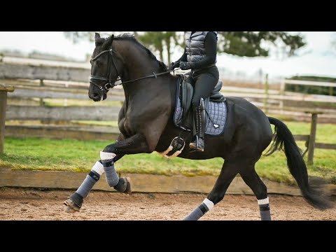 Diamond Pearl, 4-jährig v. Don Romance x Millennium aus unserer Zucht und Ausbildung