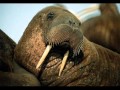 Gray Matter- I am the Walrus (Beatles Cover)