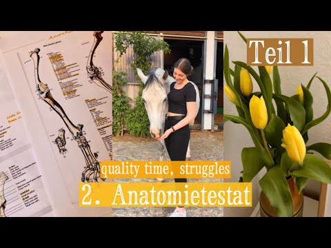 Neuer VLOG, Alltag als Tiermedizinstudentin, 2. Anatomietestat