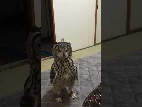 Funny Owl Intrigued by Stuffed Rat