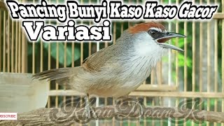 Download lagu Pancing Bunyi Kaso Kaso Bahan Dijamin Ampuh • Kaso Kaso Gacor Variasi mp3