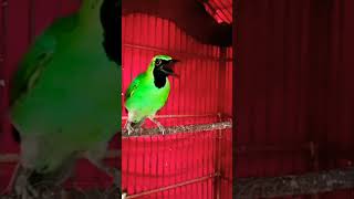 Download lagu Cucak ijo tembakan besetan mesin jahit roll jahat #kicaumania #burungcucakijo #burungcucakijogacor mp3 Download lagu Cucak ijo tembakan besetan mesin jahit roll jahat #kicaumania #burungcucakijo #burungcucakijogacor mp3