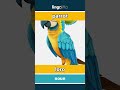 parrot - loro video thumbnail