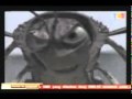 A Bug S Life Related To Gaza Part 1 Flv