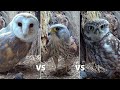 Barn Owl Vs Kestrel Vs Little Owls A Fight For A New Nest Box Discover Wildlife Robert E Fuller