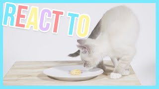 Freddy the kitten eating fruit? - React to | Furry Friends