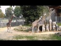 Рижский зоопарк ( часть 3 ) 