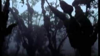 The Lost Film of Dian Fossey DOCUMENTARY (2002)