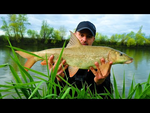 Pecanje krupne Savske Mrene i Štupsera (skobalj) - PROLJETNI RIBOLOV