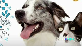 Probióticos para mascotas: aliados de una mejor digestión