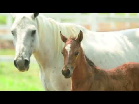 EL MEJOR CHARRO EN MANGANAS A PIE  DEL DÍA MIERCOLES 16 DE OCTUBRE