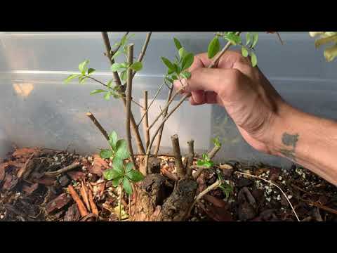 Monster Privet - Mid-August 2020