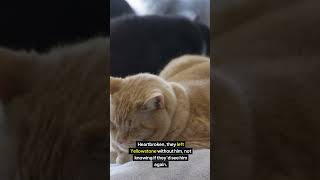 Yellowstone Missing Cat Travels 800 Miles for a Miraculous Reunion! | #missingcat #yellowstone