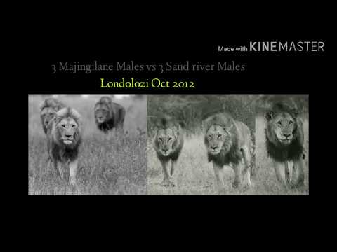 Throwback!  3 Majingilanes vs 3 Sand River/Hilda's Rock  males (Oct 2012 Londolozi)