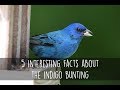 5 Interesting Facts About the Indigo Bunting 5 Interesting Facts About the Indigo Bunting