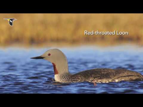 Have you heard...loons?