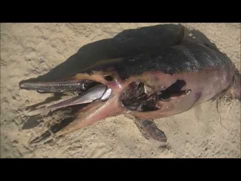 jeannot surfing med 2017 HD