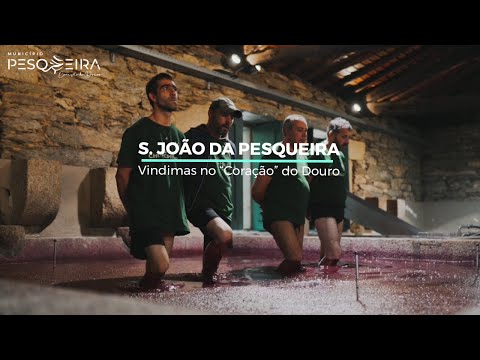 Vindimas no "cora&ccedil;&atilde;o" do Douro