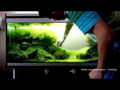 Iwagumi 240L Maintenance