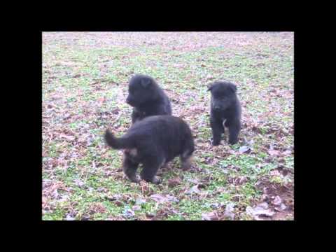 Dornheimer Land / Lehrbacher Schloss - Dec 2013 litter