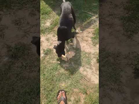 street dog kalli eating food #street #streetdog #eatingfood