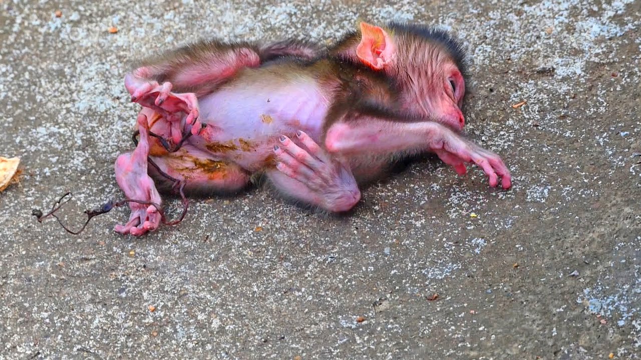 Happened saad thing!! Mother monkey tries refuse and abandoned newborn baby monkey