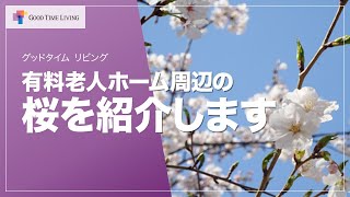 ゲストハウス周辺の桜を紹介します