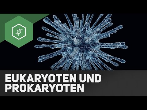 What are eukaryotic and prokaryotic cells?!