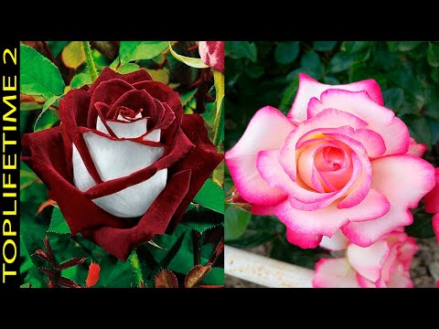 10 Most Beautiful Roses On The Planet