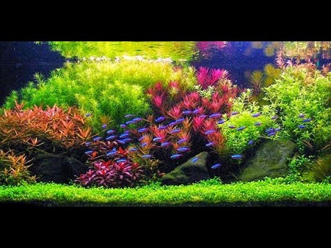 STEP BY STEP AQUASCAPE DUTCHSTYLE