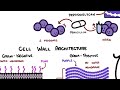 Bacteria Structure and Function Explained | Microbiology Basics