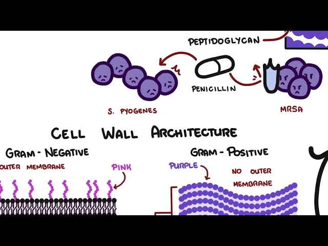 Bacteria Structure and Function Explained | Microbiology Basics