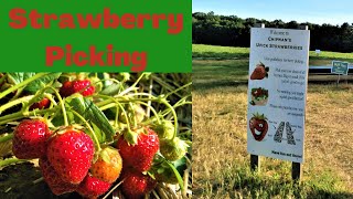 Strawberry Picking @ Chipman's Farm #maine