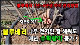 블루베리를 해마다 더 많이 따고 100년간 수확 하려면 이렇게 하세요 ! #블루베리나무전지하는방법 #블루베리…