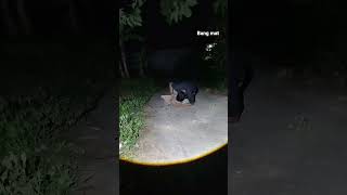 Download lagu wild bird nalkop #wildlife #sorotan #farming101 #sortvideo #nature #animals #cute #burung mp3