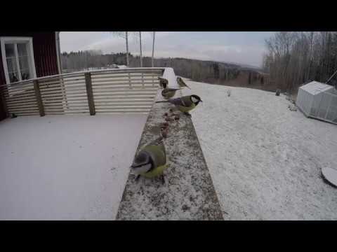 Fåglar inpå knuten