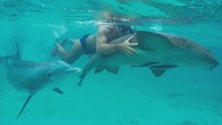 JoJo the Shark Killer