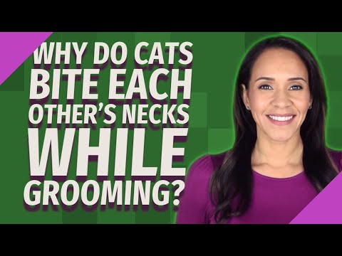 Why do cats bite each other's necks while grooming?