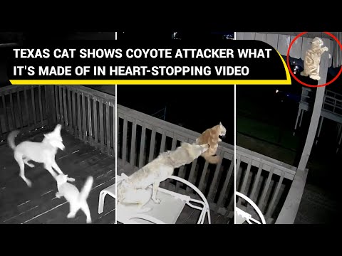Wild video shows coyote attacking cat on Texas porch | Viral Video