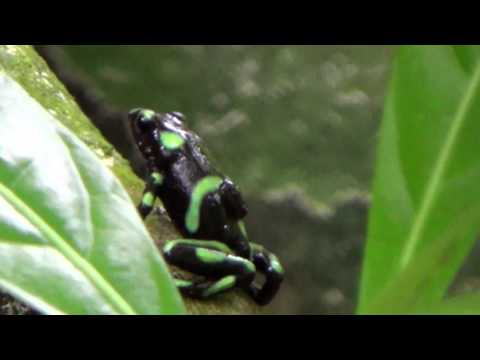 Pralesnicka zelena (Dendrobates auratus)