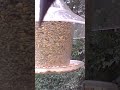 Anyone Home? Grackle Super Closeup. #grackle #shorts #birdwatching #wildlife