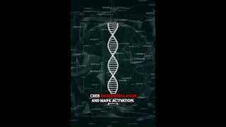 Natural Inhibitors of Pigmentation and Oxidative Stress